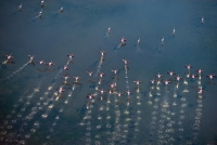 Festival de la Camargue